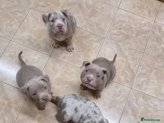 American Bully dogs for sale: American pocket bully - Advert 1