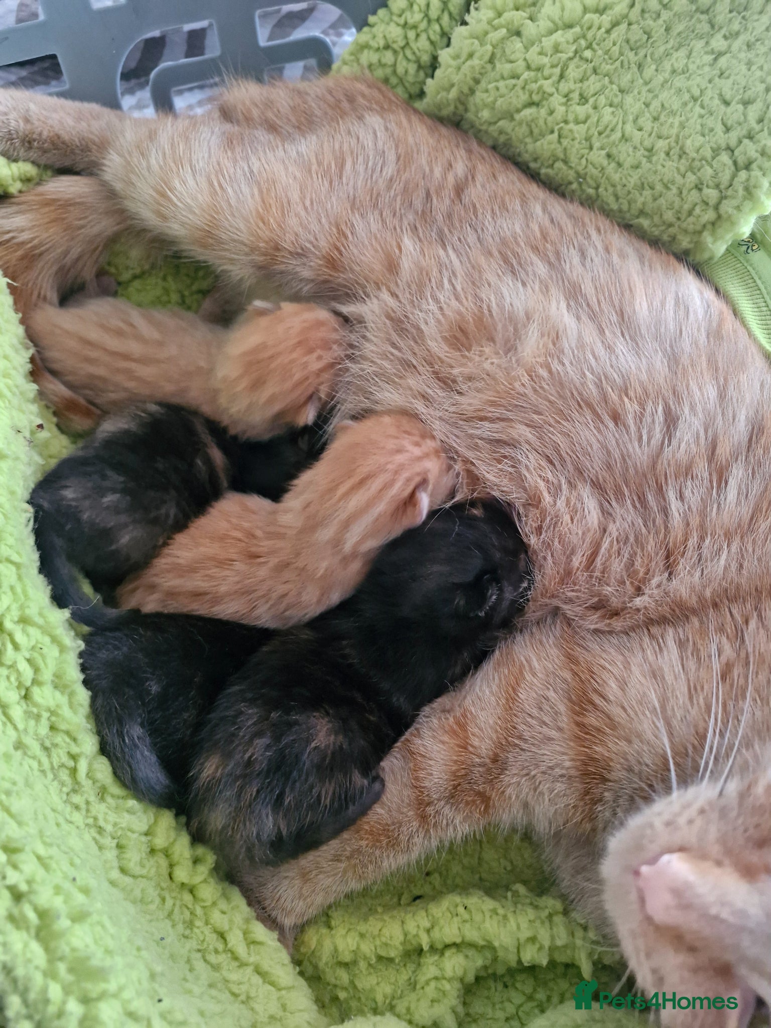 Mixed Breed cats Black & Ginger Kitter - Advert 4