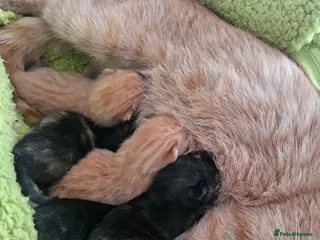 Mixed Breed cats Black & Ginger Kitter - Advert 2