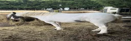 Irish Cob horses for sale: Sweet Poppet  - Advert 2