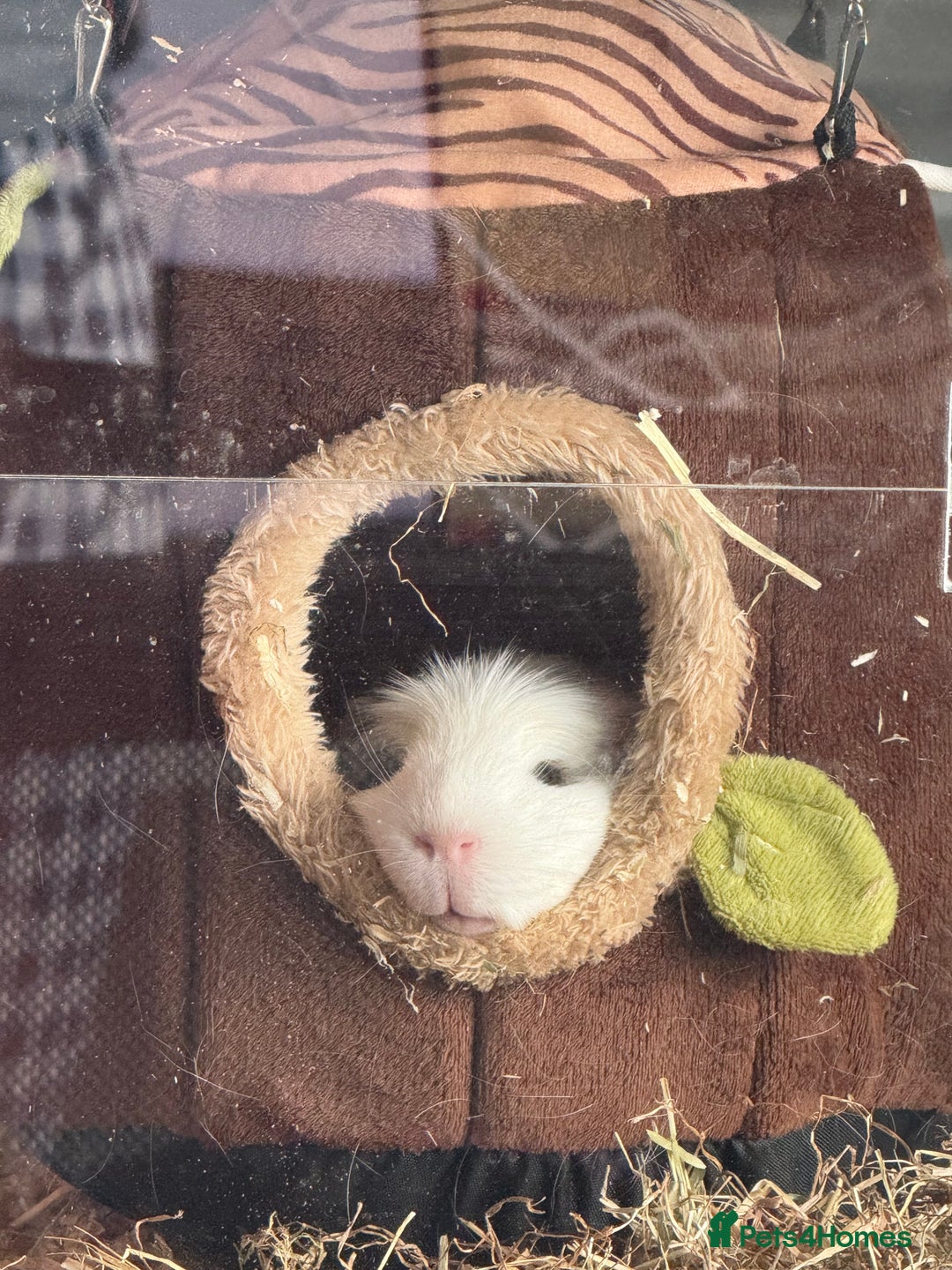 Guinea Pig rodents for sale: 2 Lovely Guinea Pigs Looking for a New Home 🐹🐹 - Image 10