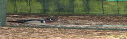 Waterfowl poultry for sale: Wood ducks - Advert 2