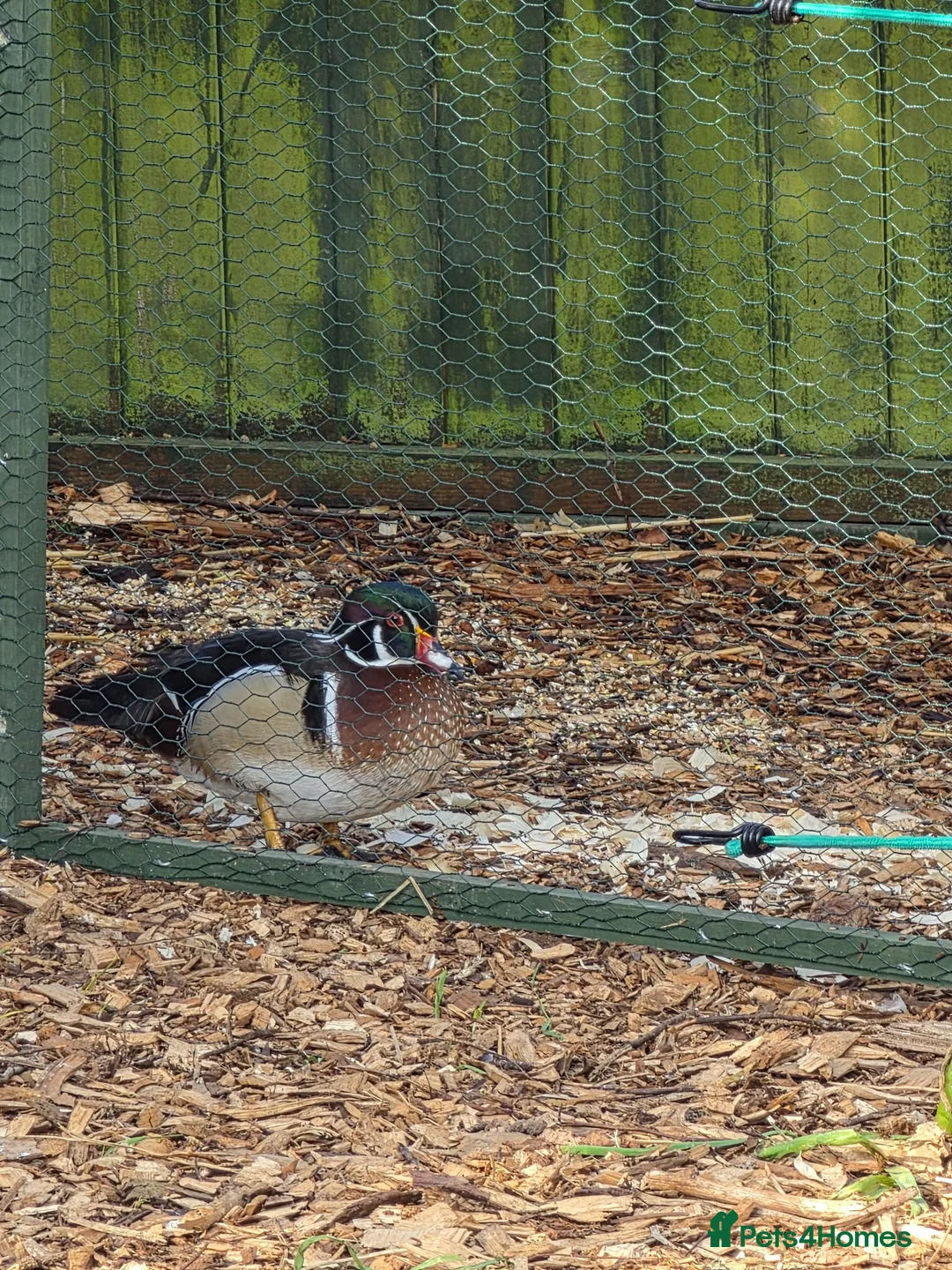 Waterfowl poultry for sale: Wood ducks - Advert 2