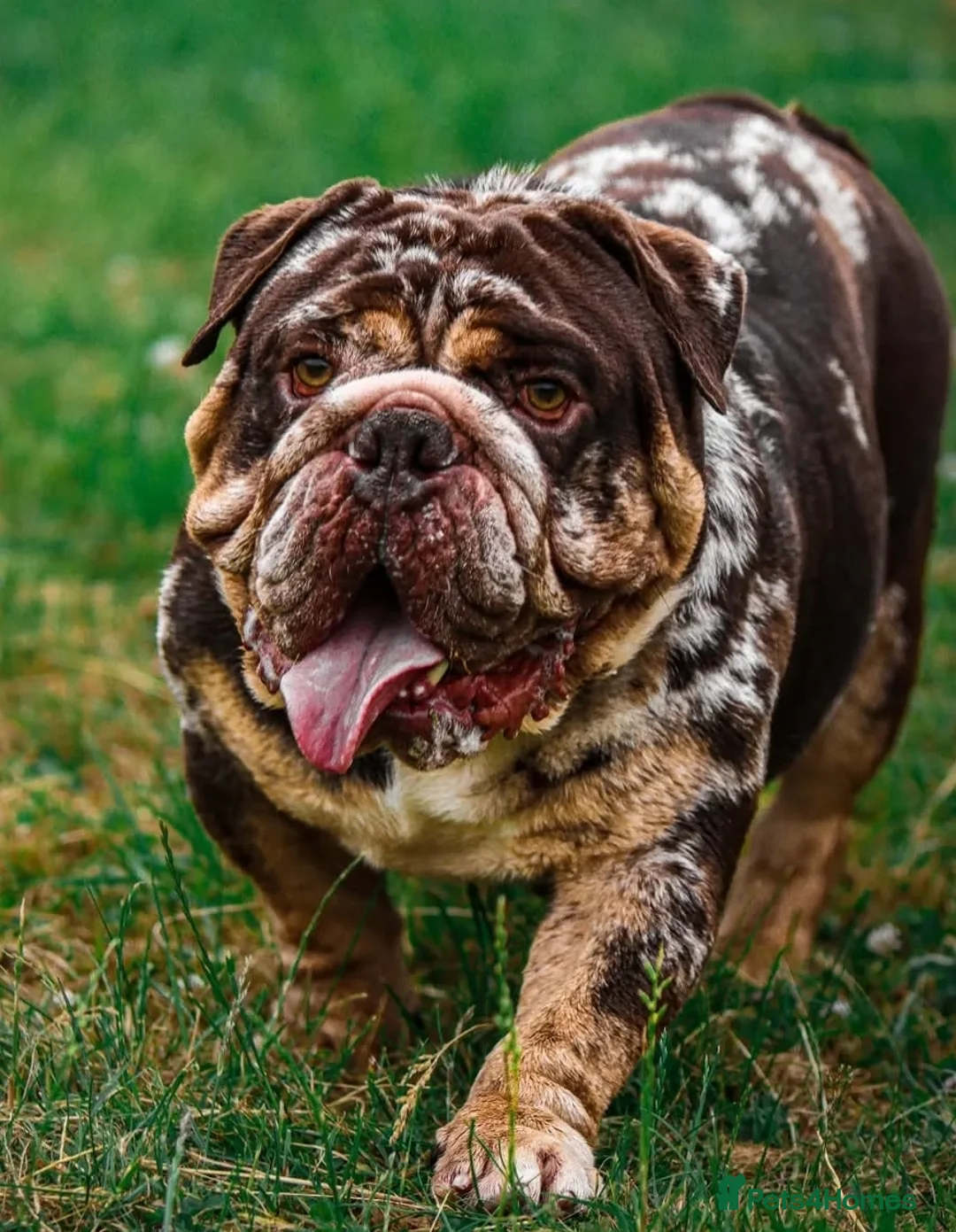 English Bulldog dogs for stud: Finest English Bulldog Stud – Proven Gem - Advert 4