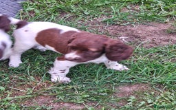 English Springer Spaniel dogs for sale: READY NOW kc springer spaniel  - Image 5