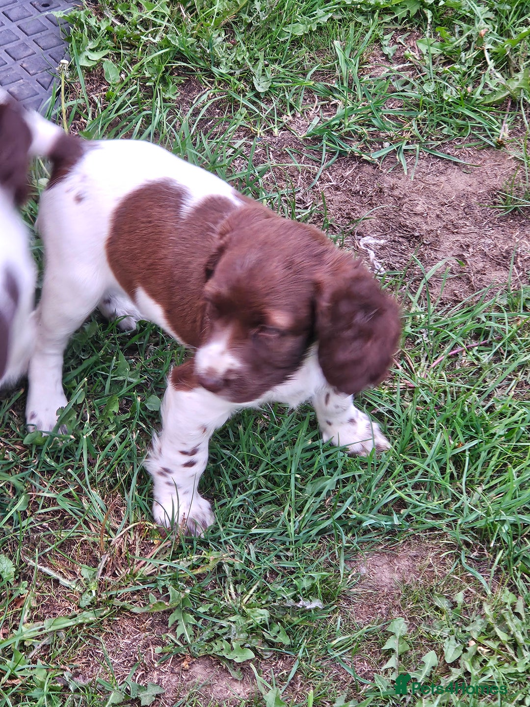 English Springer Spaniel dogs for sale: READY NOW kc springer spaniel  - Image 5