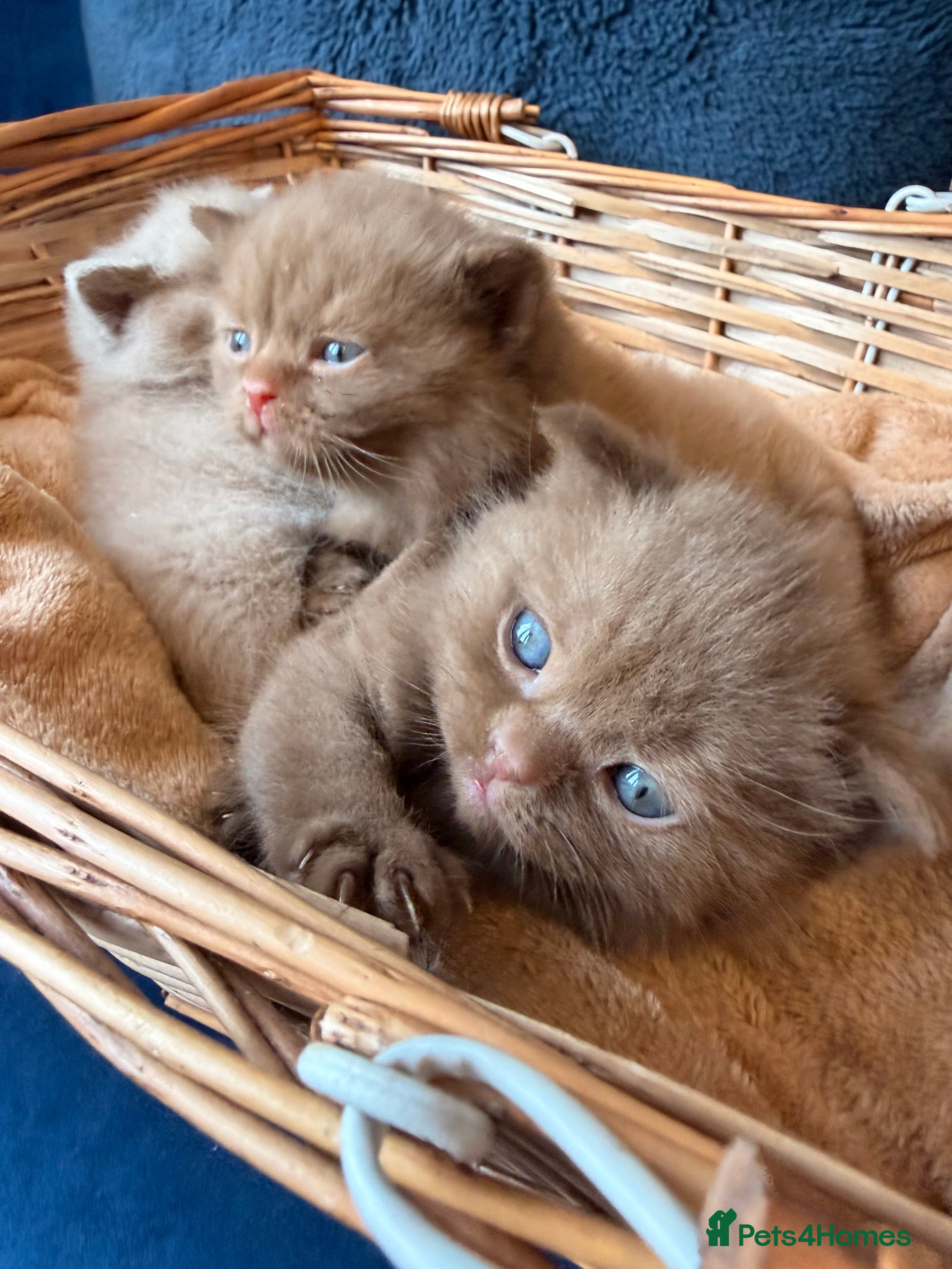 British Shorthair cats Cinnamon British shorthair kittens - Advert 8