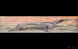 Whippet dogs for stud: KC Whippet - Heart test clear in Market Drayton - Image 1