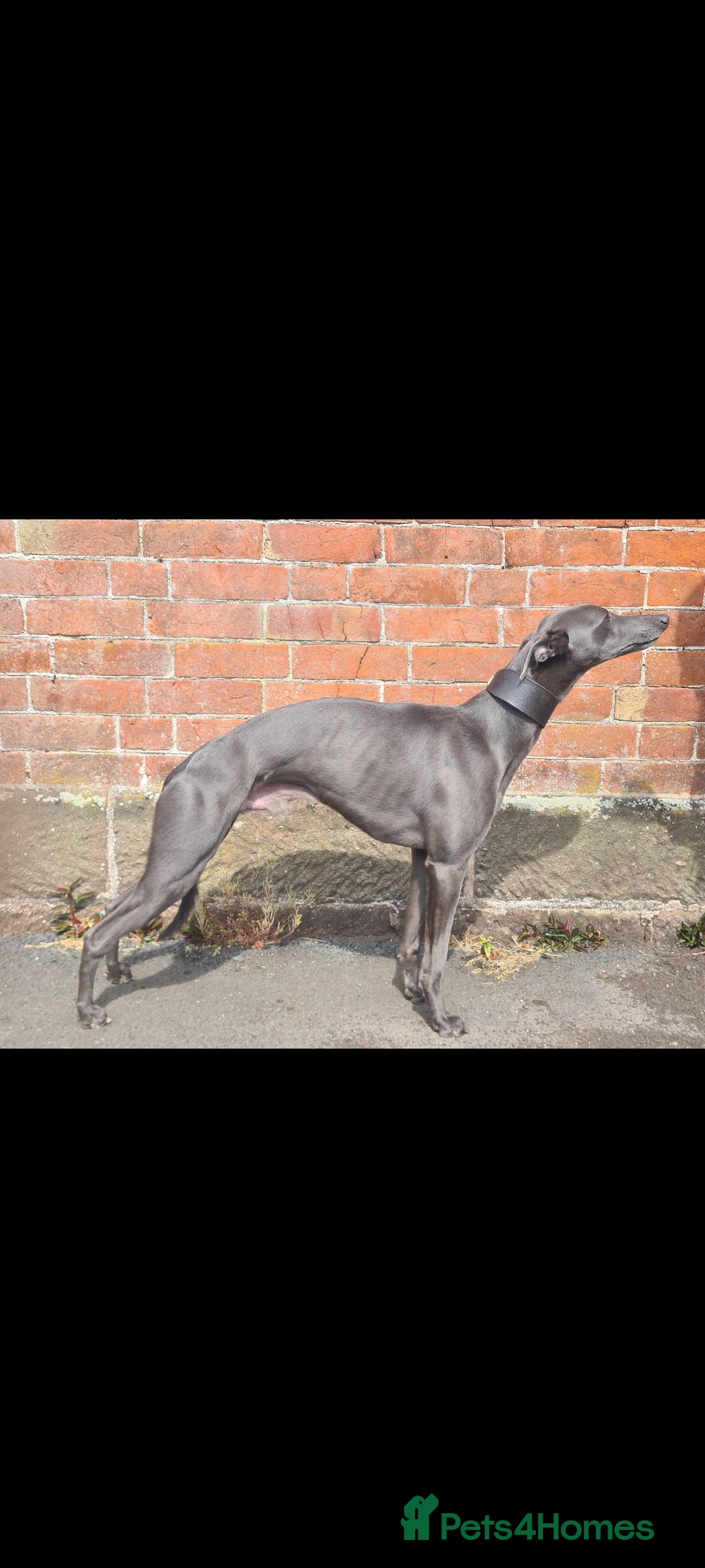 Whippet dogs for stud: KC Whippet - Heart test clear in Market Drayton - Image 1