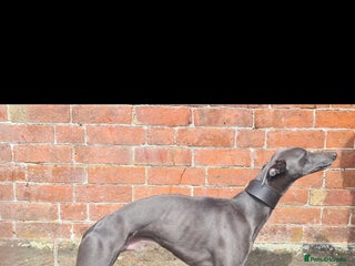 Whippet dogs in Market Drayton - Advert 3
