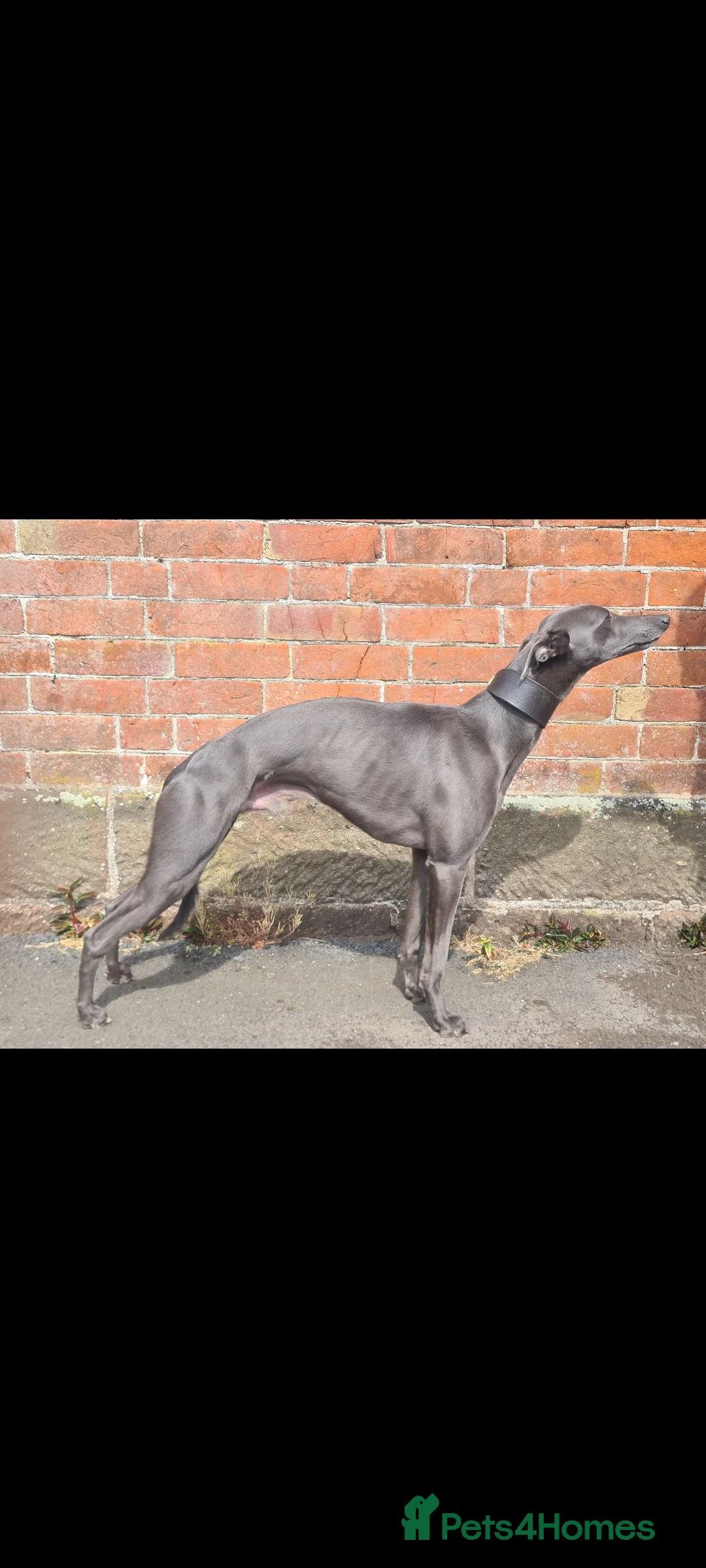 Whippet dogs for stud: KC Whippet - Heart test clear in Market Drayton - Advert 1