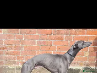 Whippet dogs KC Whippet - Heart test clear in Market Drayton - Advert 5