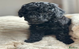 Poochon dogs for sale: Beautiful Poochon pups ❤️ - Image 4