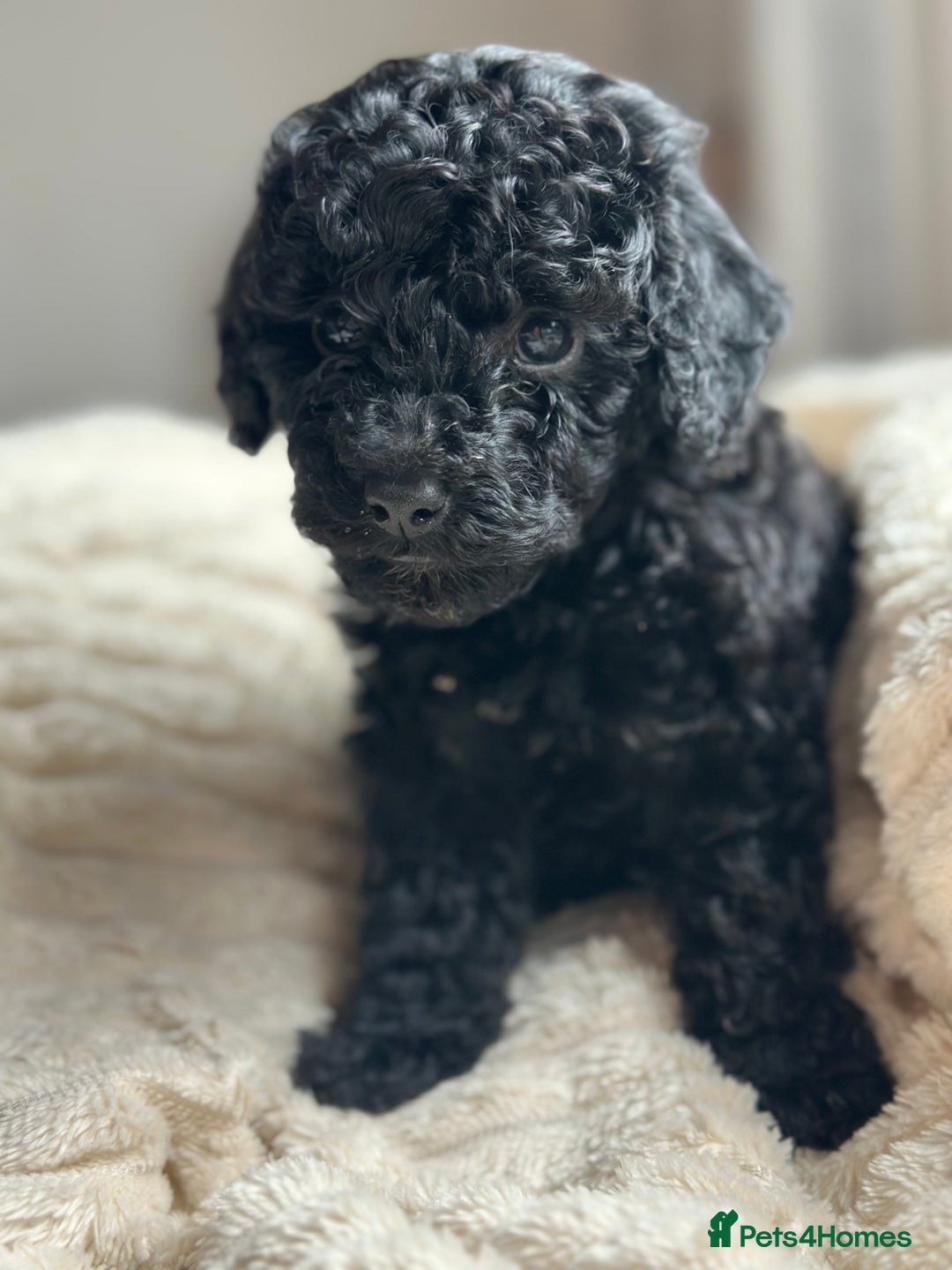 Poochon dogs for sale: Beautiful Poochon pups ❤️ - Image 4