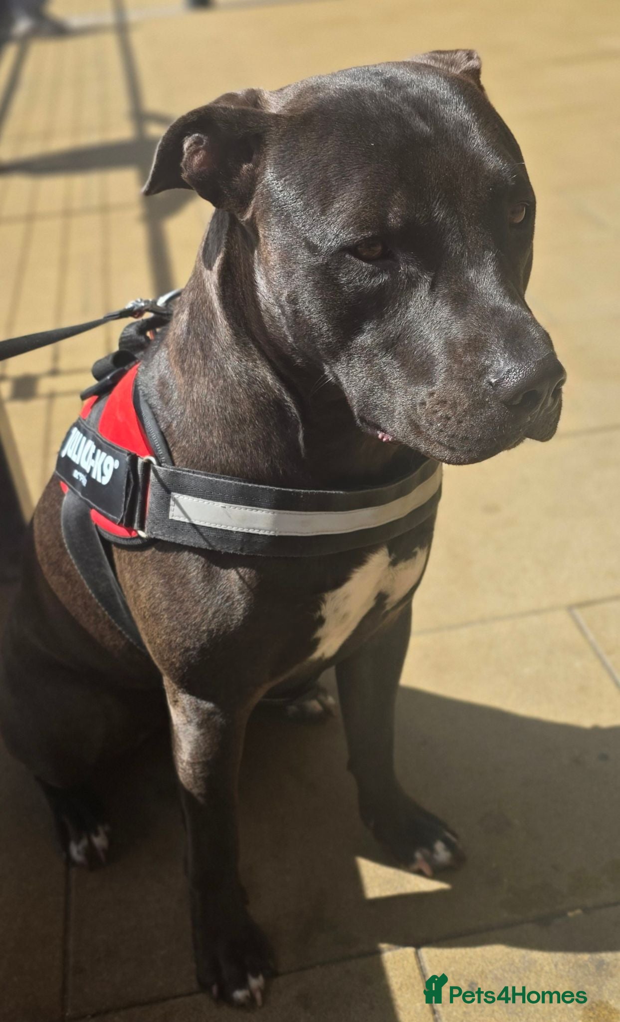 Mixed Breed dogs Thanos - Advert 1