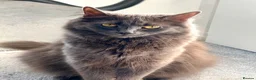 Russian Blue cats for sale: Russian blue kittens  - Advert 8