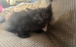 Mixed Breed cats for sale: Mixed breed kittens for sale  - Image 13