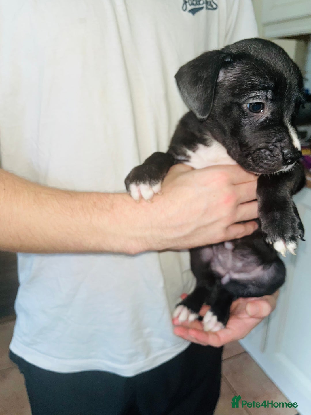 American Bull Staffy dogs for sale: 2 Female American bull x staff puppies left - Image 30