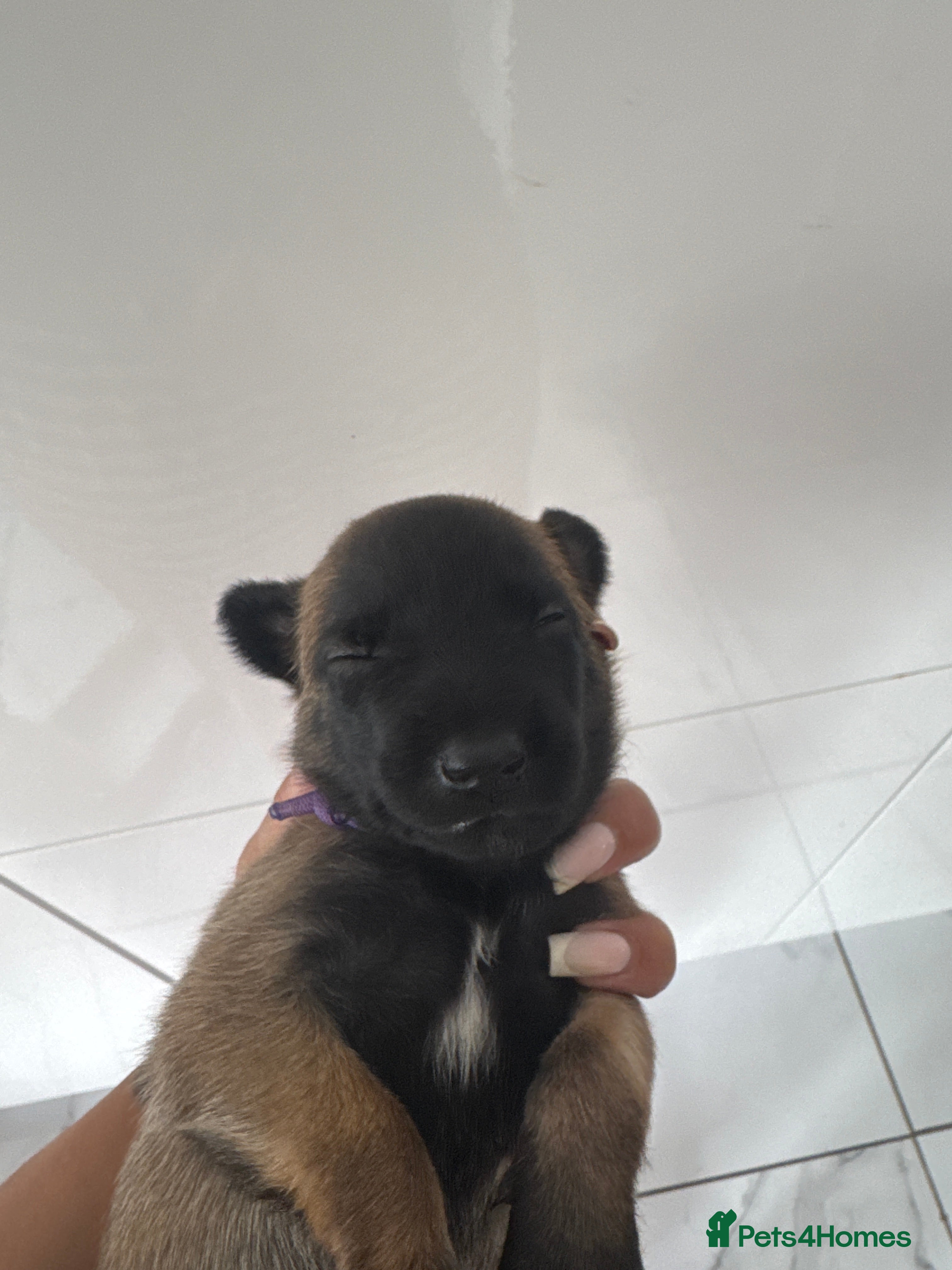 Belgian Shepherd Dog Puppy 7