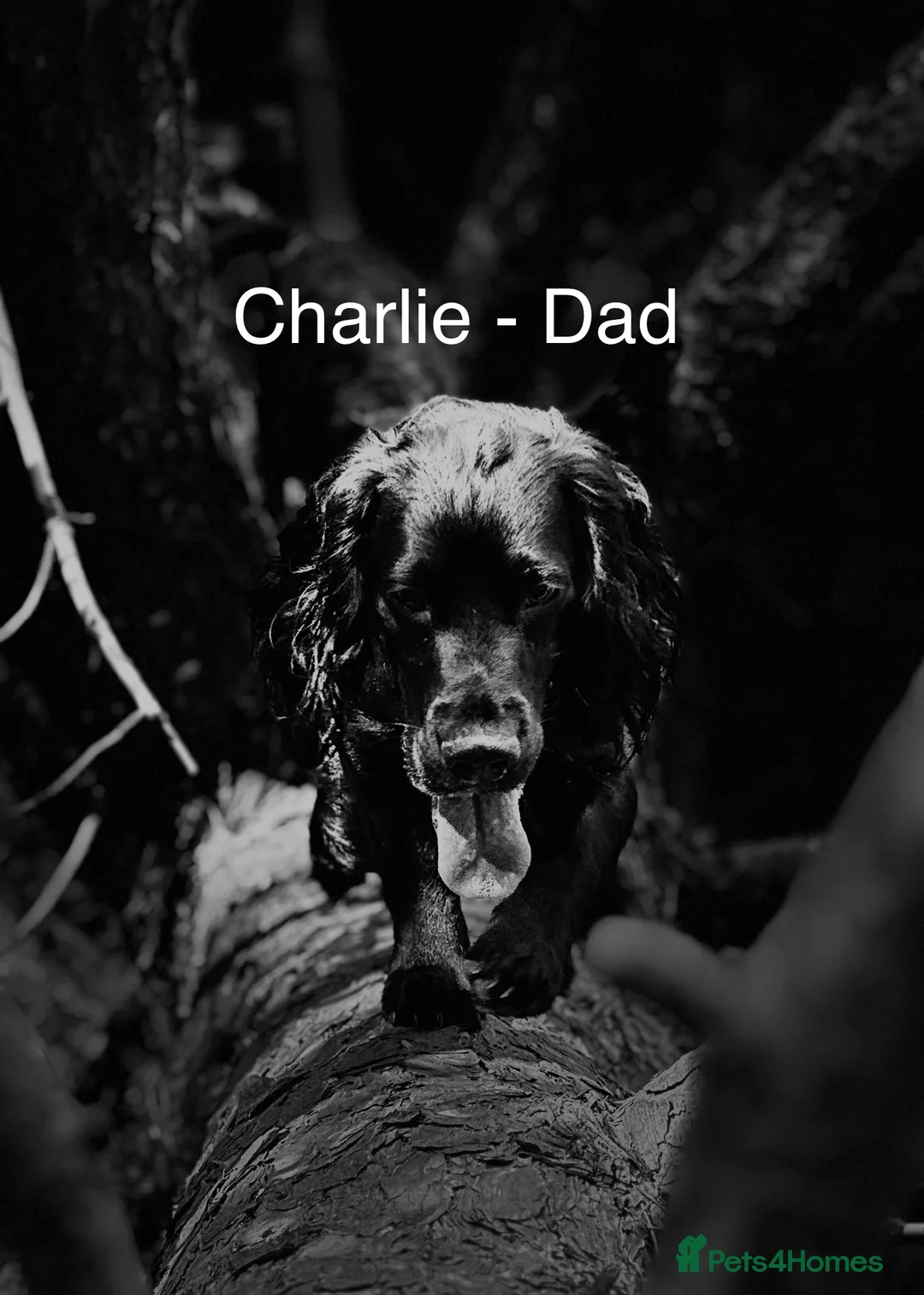 Cockapoo dogs for sale: F1B Cockapoo Puppies - From a Family Home. - Advert 3