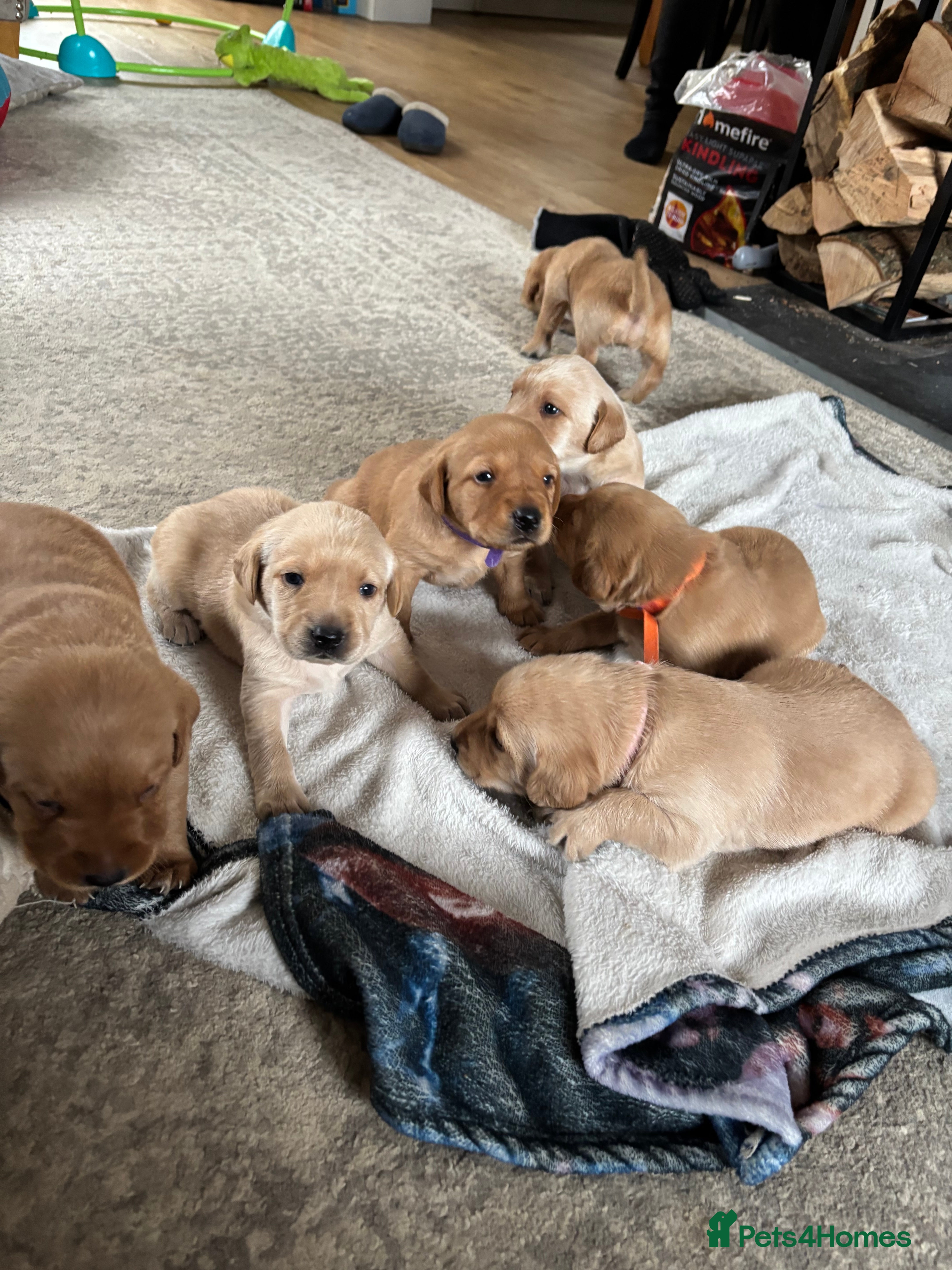 Labrador Retriever dogs HOME REARED KENNELCLUB REGISTERED LABRADOR PUPPIES - Advert 2