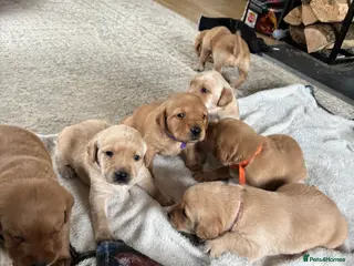 Labrador Retriever dogs HOME REARED KENNELCLUB REGISTERED LABRADOR PUPPIES - Advert 6