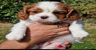 Cavalier King Charles Spaniel dogs - Advert 3