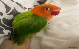 Lovebirds birds for sale: Fischer lovebird - Image 1