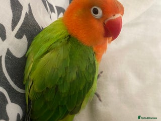 Lovebirds birds - Advert 1
