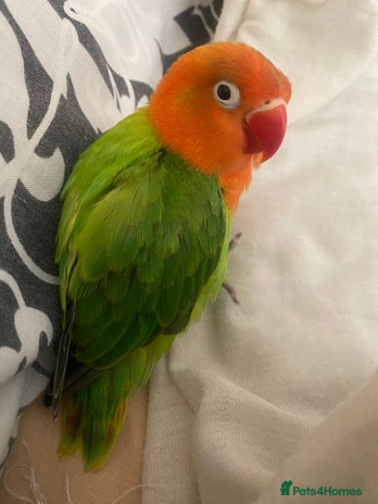 Lovebirds birds - Advert 1