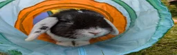 English Lop rabbits for sale: Adorable young male English lop in Towcester - Advert 4