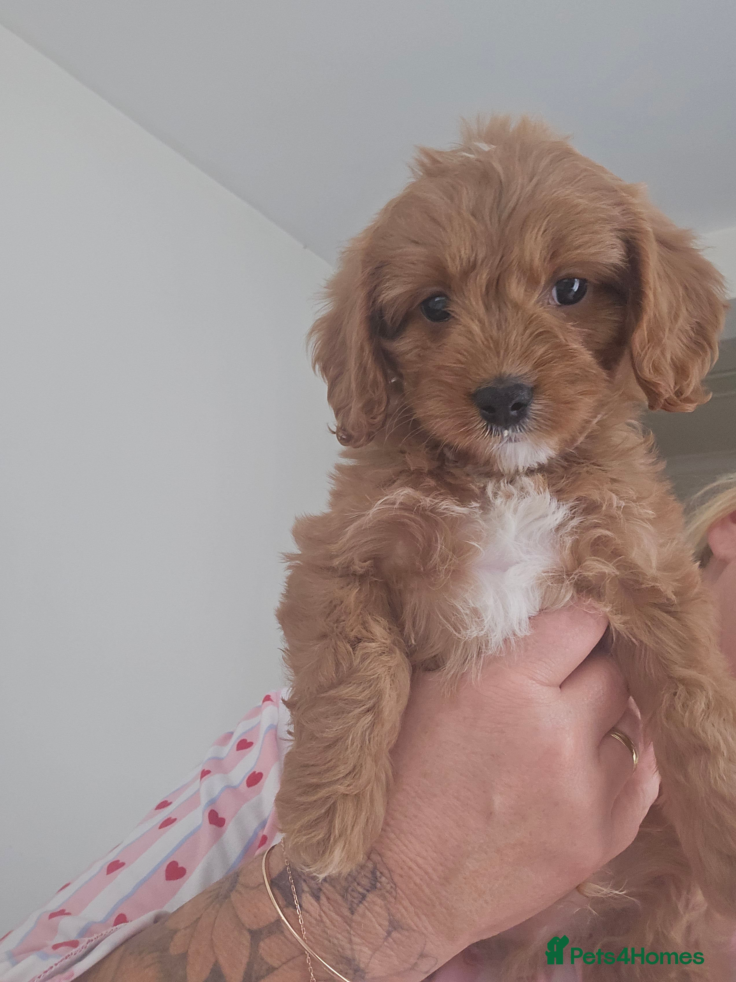 Cavapoo dogs Extensively health tested F1 Cavapoos - Advert 2
