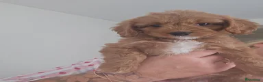 Cavapoo 3