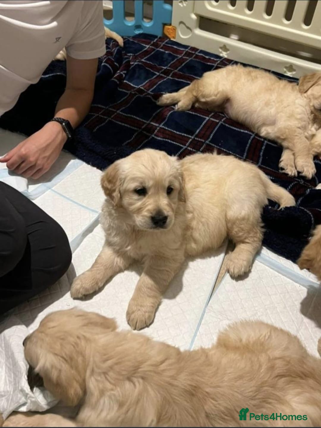 Golden Retriever dogs for sale: Golden retriever  - Advert 3