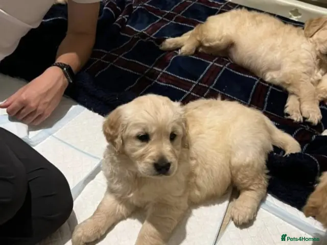 Golden Retriever dogs for sale: Golden retriever - Advert 3