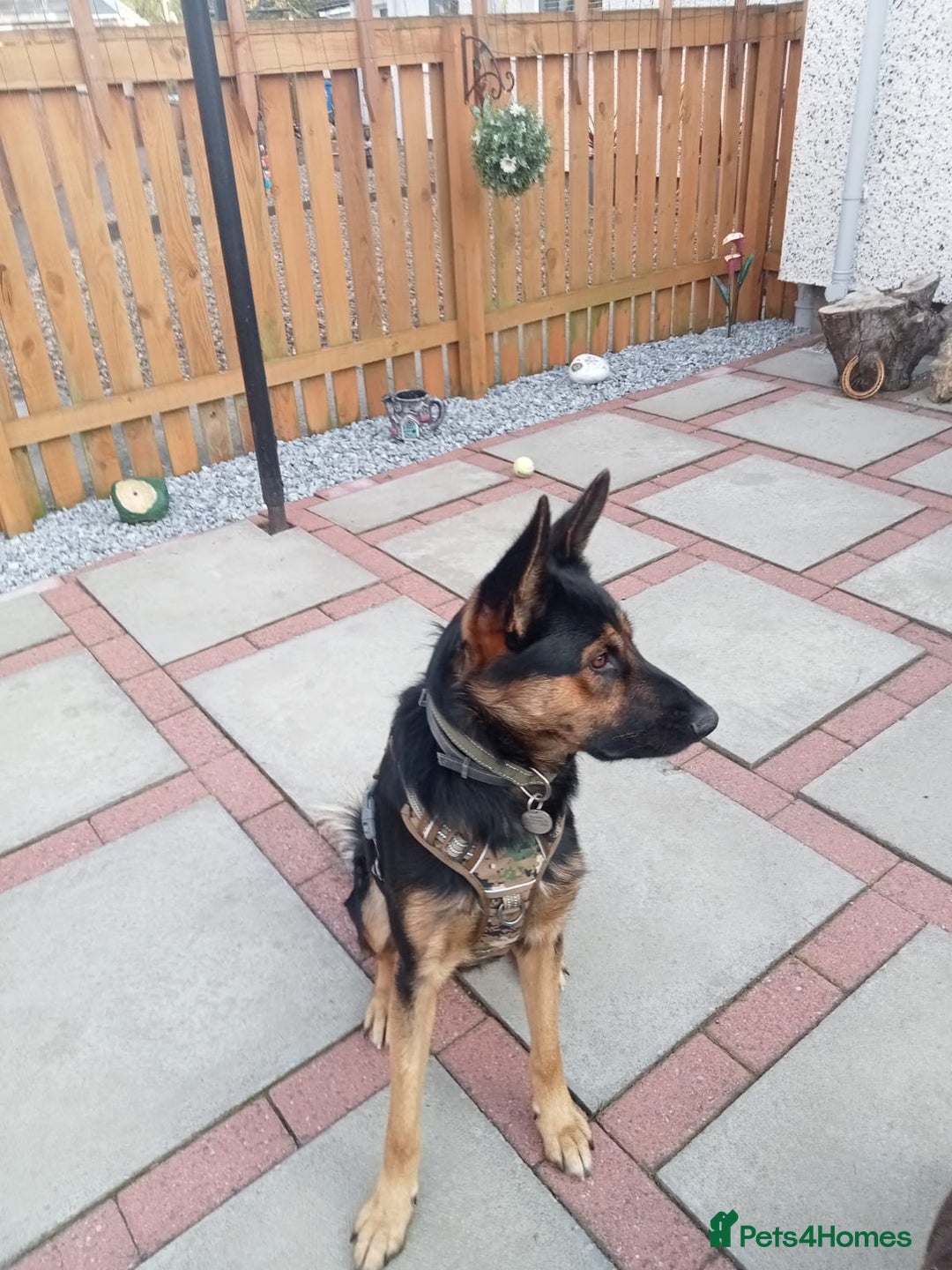 Mixed Breed dogs for adoption: Magnificent Rex GSD cross  - Image 9