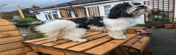 Havanese dogs for stud: KC Registered Havanese Stud - Advert 4