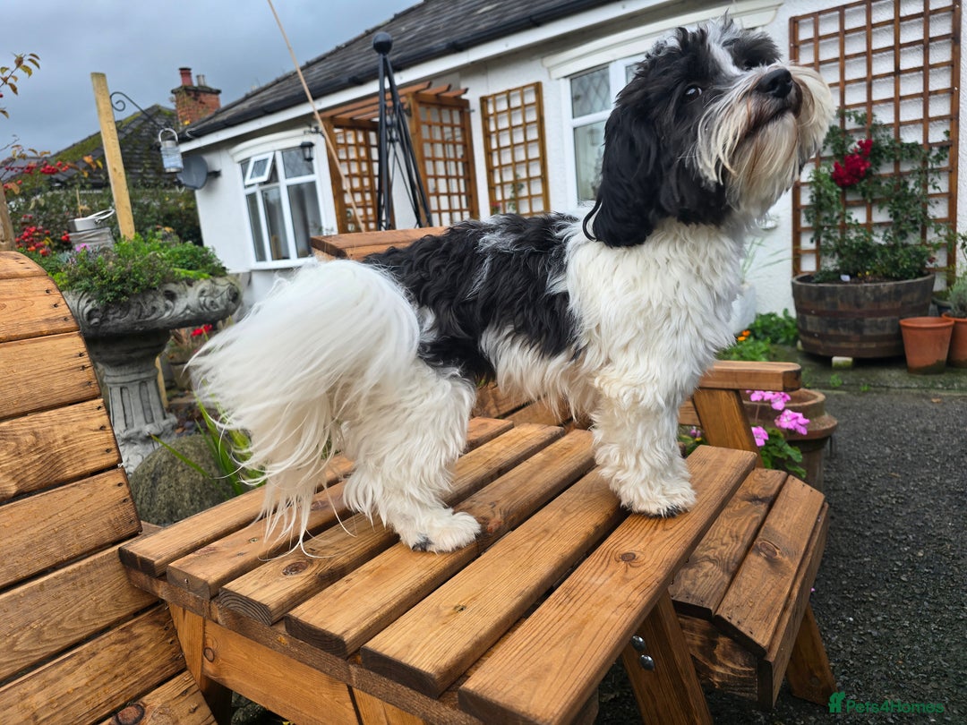 Havanese dogs for stud: KC Registered Havanese Stud - Advert 4