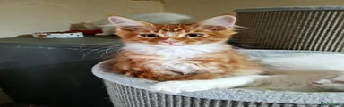 Maine Coon 3