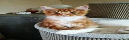 Maine Coon cats for sale: Stunning Maine Coon Kittens - Advert 30