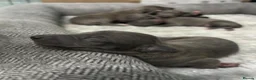 Italian Greyhound dogs for sale: Grey italian greyhound puppies - Advert 17