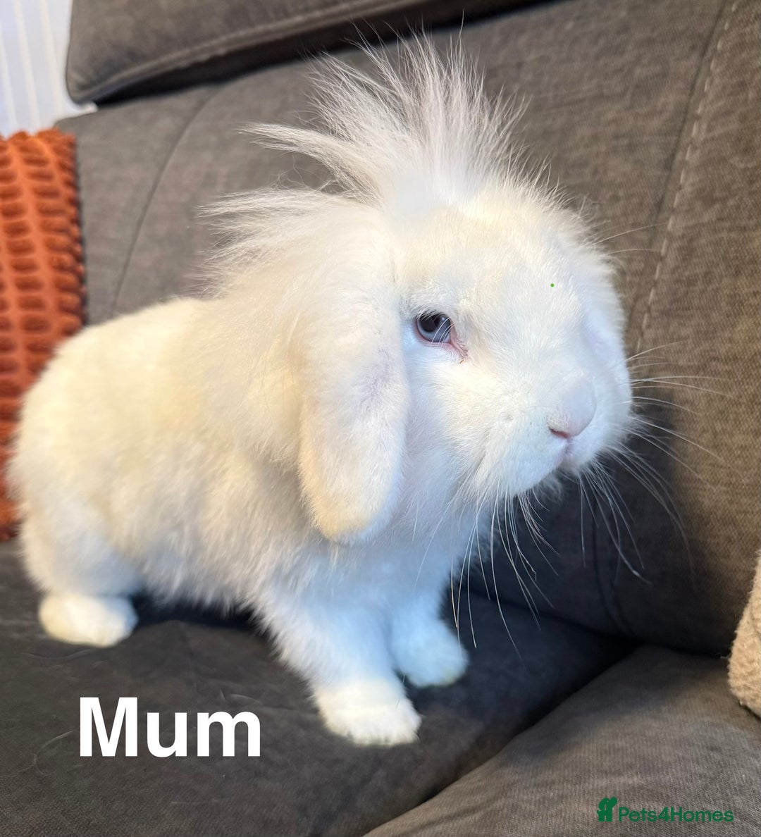 Lionhead rabbits for sale: 🐰 3 Baby Lionhead Rabbits for Sale 🐰 - Advert 11