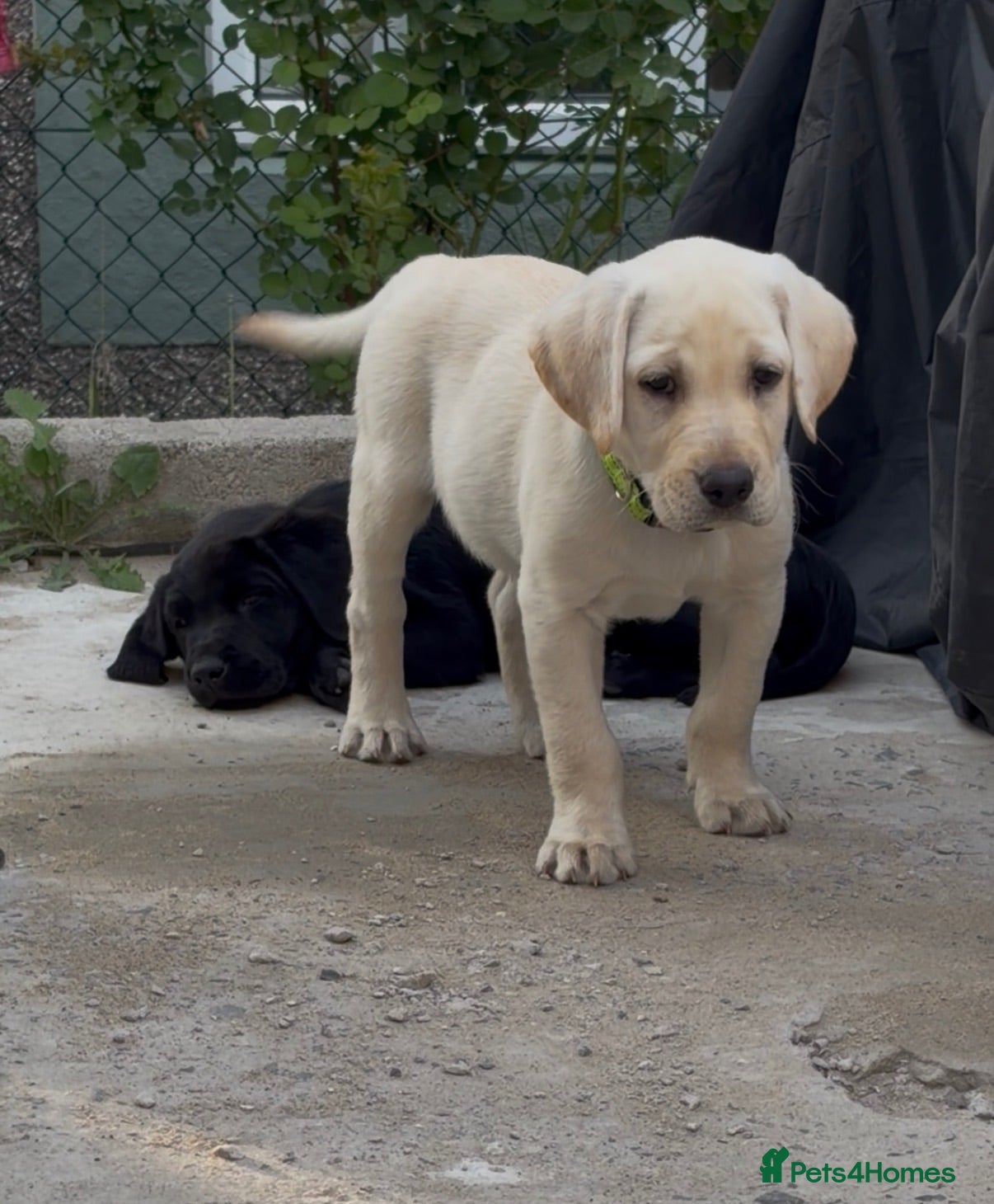 Labrador Retriever dogs 💙💚 LAST pedigree boy 💙💚  - Advert 11