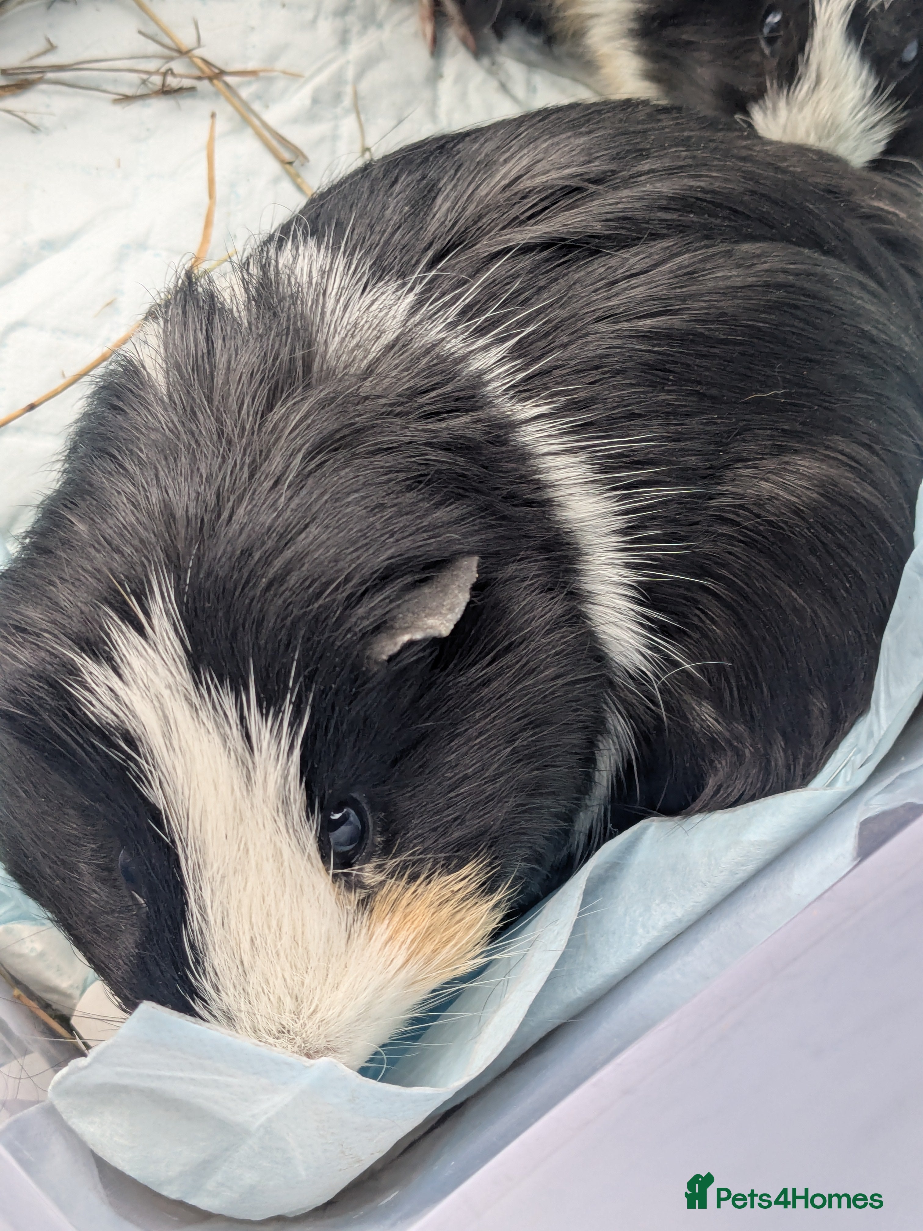 Guinea Pig rodents Young male piggy - Advert 21