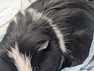 Guinea Pig rodents Young male piggy - Advert 21