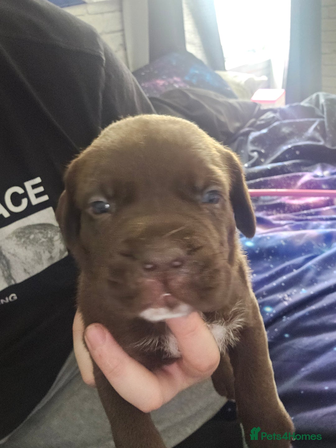 Mastiff dogs for sale: Mastiff Hybrids  - Image 12