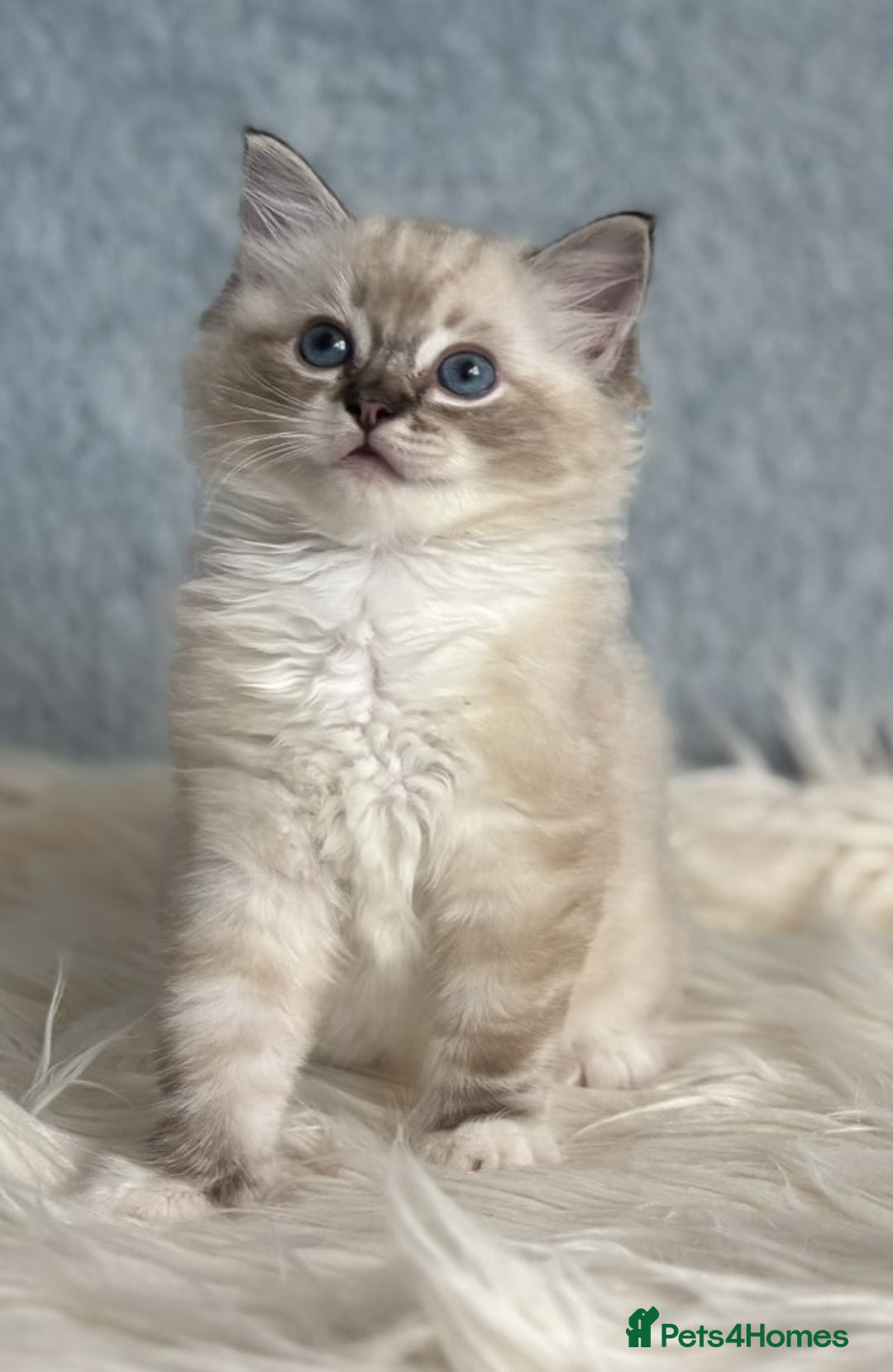 Ragdoll cats for sale: Three beautiful Ragdoll Ready to Leave 20/12/2025  - Advert 25