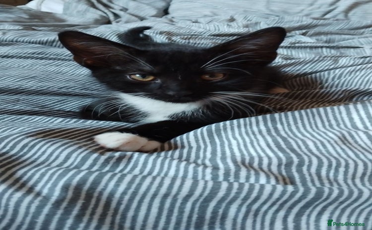 Domestic Shorthair cats - Advert 3