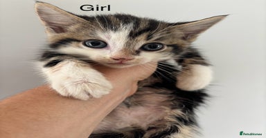 Mixed Breed cats - Advert 3