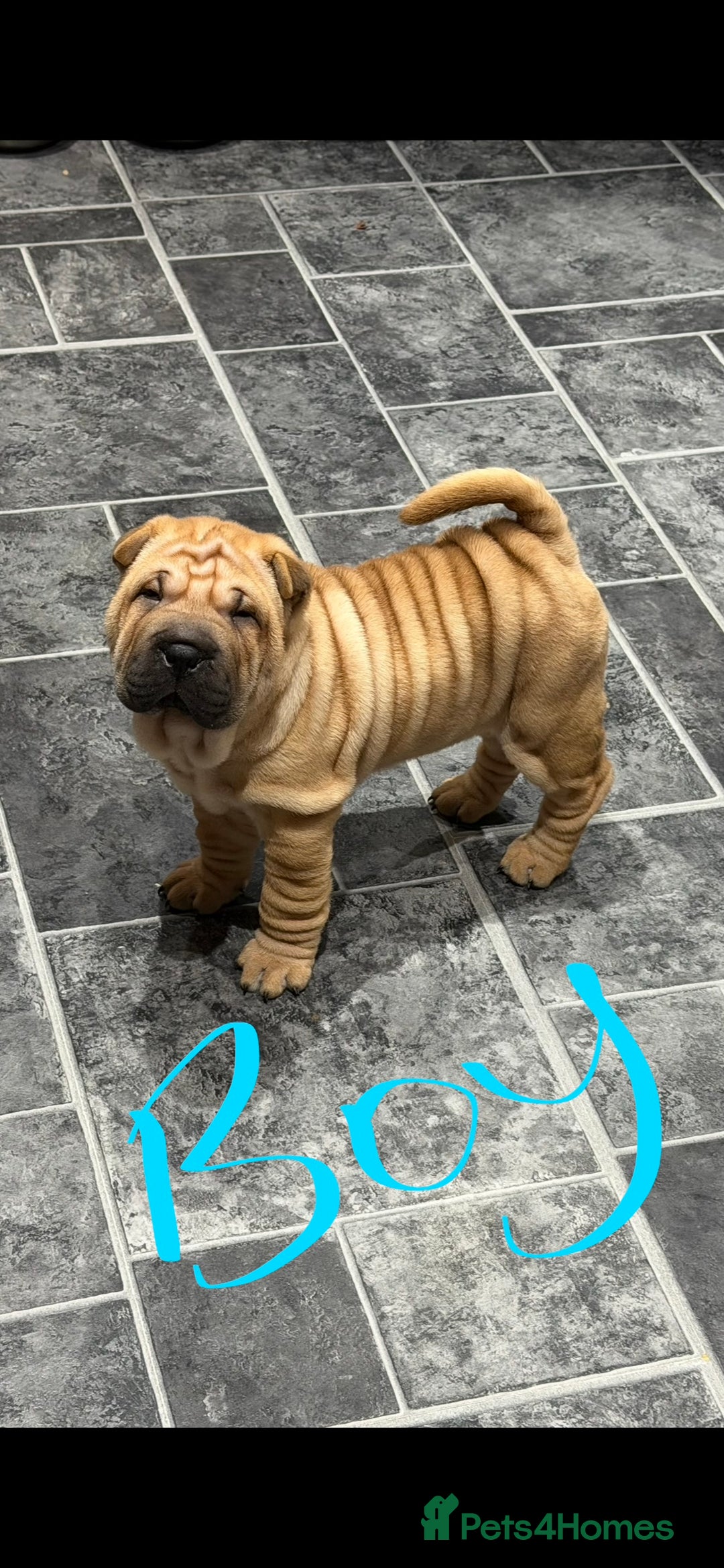 Shar Pei dogs for sale: 2 baby’s left… 1 boy & 1 girl left  - Advert 3